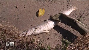 HUNDREDS OF DEAD FISH FOUND AT LAKE MACQUARIE - NBN News