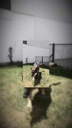 Videos de Victor Heredia (@victor.heredia11) con “sonido original - Victor Heredia”