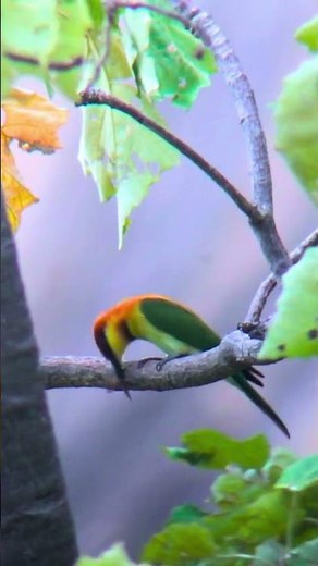 Chestnut-headed bee-eater | Herland's honey