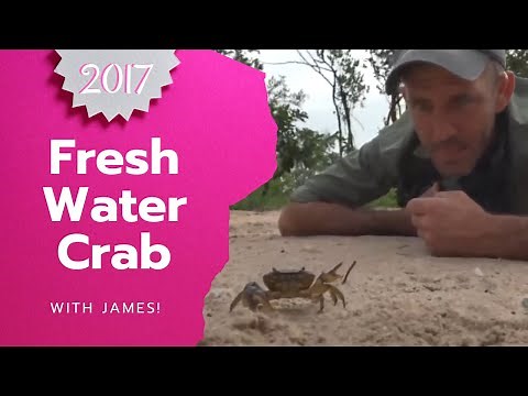 How many legs does a crab have Demonstration with Pinchy Weiner's cousin and James