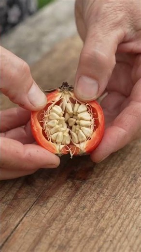 🌹 Ultimate Guide: How to Collect Rose Hip Seeds for a Thriving Garden! 🌱👇 #Viral #Trending #Nature 🙂