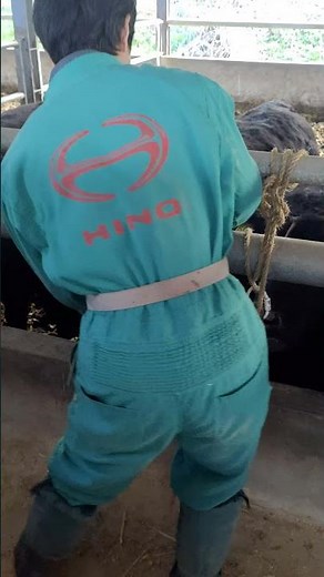 牛の鼻カン付け 元職場に牛の鼻輪をつける作業を手伝いに行って来ました。 Wagyu fattening. Cow nose piercing.