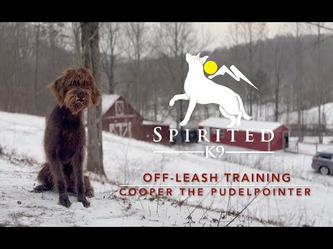 Cooper the Pudelpointer | Off-Leash Training