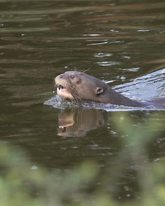 578K views · 2.7K reactions |  Sound on! Manú might just be the noisiest giant otter in the world! Giant otters make 22 different vocal calls. These include hums, grunts and squeals which they make to either greet each other, argue over fish, alert others, or sometimes just chatter! 簾 | Chester Zoo | Facebook