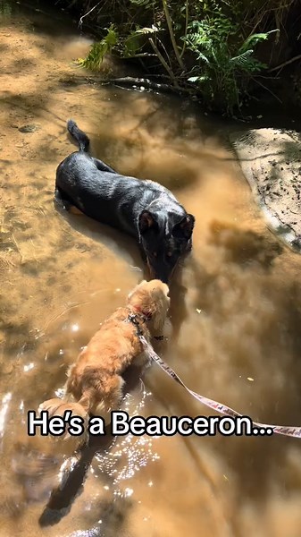Understanding Beaucerons and German Shepherds