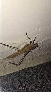 Locust clinging to wall