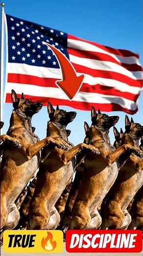 American K9 Soldiers in Action 🇺🇸 | Unbelievable Military Dog Training Discipline