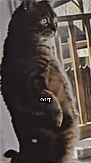 How to know if your Cat is a Skinwalker #shorts