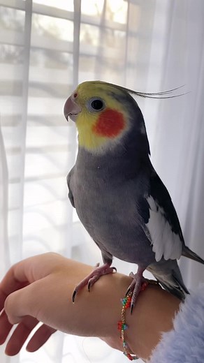 Whistling Cockatiel: Bird Sounds Compilation