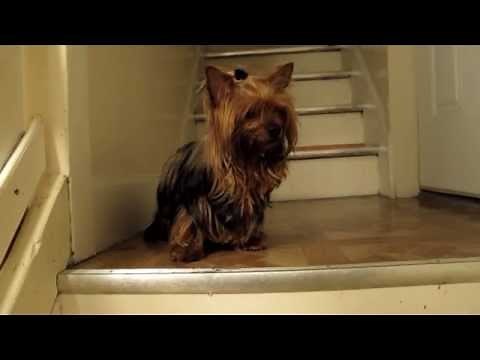 Yorkie Seizure, wobbling Yorkie, liver shunt, MVD, hepatic or Gallbladder attack.