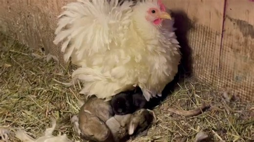 Chicken snuggles baby bunnies
