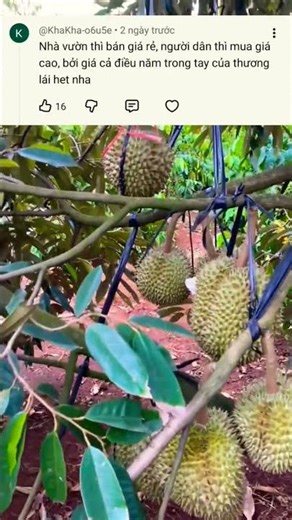 tại sao nhà vườn bán rẻ mà khi mua lại đắc