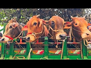Cow unloading, cow videos, big cow video, biggest cow video, Bangladeshi cow video, EP-78
