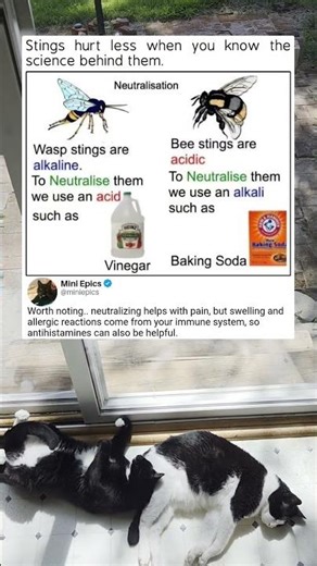 How to neutralize bee and wasp stings