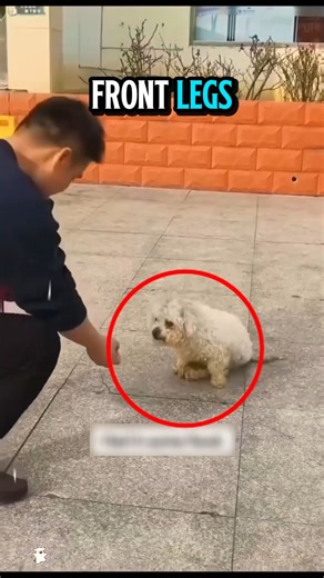 Miracle Puppy Rescue - From Surgery to Smiles!" 🐶❤️#shorts