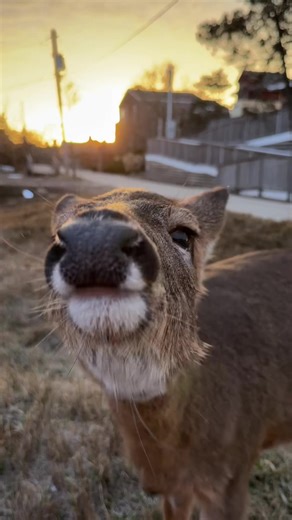 A beautiful sunset to end this day! #oceanbeach #fireisland #visitfireisland #longisland #deer