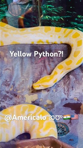 Yellow Python?! | ఐరా జూ ఫన్ 😲 | not venomous but suffocate swallow | Americalo ఐరా🇮🇳🇺🇸#shorts