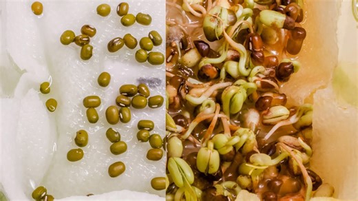 Sprouting Mung Beans with Water 10 Days Time Lapse