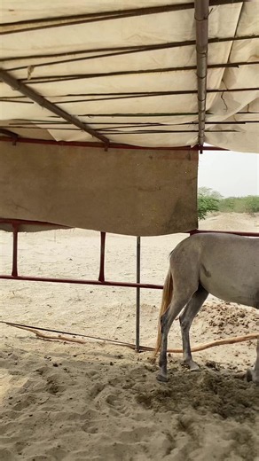 بنزين على ظهر الحصان ممتاز للحصر #اكسبلورexplore #حصر #خيل_عربي_اصيل #حصان_عربي_أصيل #عبدالعزيز_الشيخ