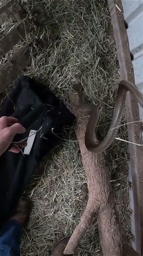 Aggressive Eastern Brown Snake needs to be relocated #snake #poisonoussnake #foryou #dangeroussnake