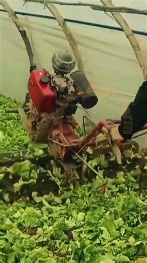 Fast Harvesting Technology in Greenhouse 🥬✨ #Labeeqagrifarm #FarmMachinery #Agriculture