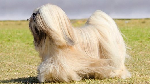 Ultimate Guide to the Lhasa Apso: Breed Characteristics, Care Tips, and More