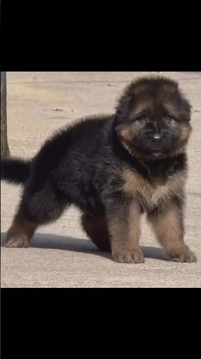 Cutest German Shepherd Puppy Running 🐶💨