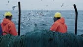 Crew of Fishermen Work on Commercial Fishing Ship that Pulls Trawl...