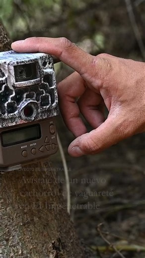 Fundación Rewilding Argentina | El avistaje del primer cachorro silvestre en el río Bermejo marcó un hito en la recuperación del yaguareté en el Chaco argentino. El... | Instagram