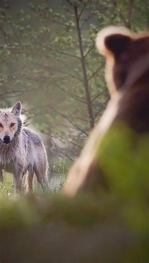 Women for Wolves | Captured by @noreenollie , this incredible moment shows a grizzly bear and a wild wolf peacefully fishing in the same river: both feeding... | Instagram
