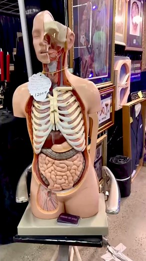 55K views · 157 reactions | Discover the most unique and fascinating finds at our oddities expo! ✨ Featuring @scavengedparts at The Oddities & Curiosities Expo Visit OdditiesAndCuriositiesExpo.com for more info about our upcoming oddities expos! | Oddities & Curiosities Expo | Facebook