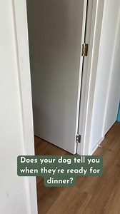 A while back I asked a question about what your dog does to demand their dinner, and some of the responses had me cracking up! I heard about… 😂 A border collie that would literally herd their humans to the food cupboard 😂 A schnauzer who sits with their face pressed against their person’s forehead 😂 A German shepherd that picks up his bowl and throws it at his owner 😂 A dog that circles from person to person huffing and puffing with annoyance 😂 A pug that would noisily bang their food bowl 