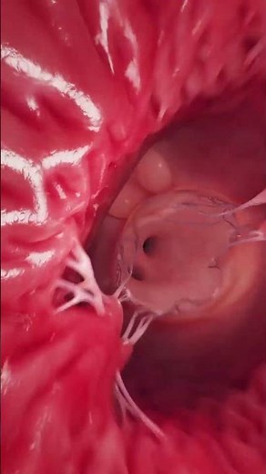How the Mitral Valve Works | Left Ventricle Blood Flow Animation