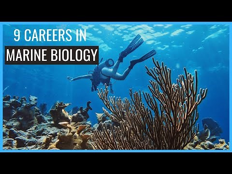 9 Careers in Marine Biology You Should Know About // Careers in Biology
