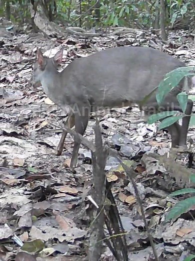 Vida Selvagem Amazônica: Encantadoras Criaturas de Rondônia