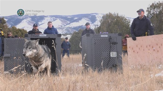 For almost two months, Colorado Parks and Wildlife didn't tell the public it lost its source for new wolves