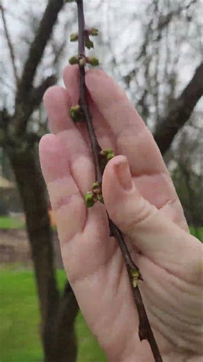 It Is TIME! to prune and fertilize