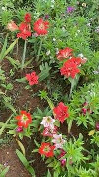 Todays blooms in my garden #summerseason My mini Amarlily garden #gardening