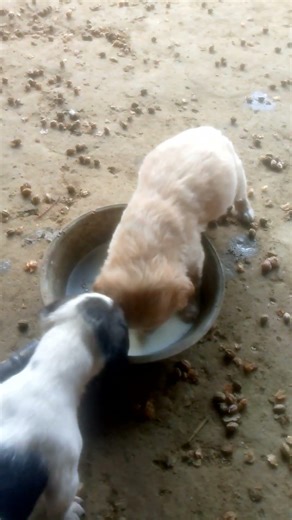 tom and jerry feeding time #villagerlifestyle #nature #myhappyvillagelifestyle