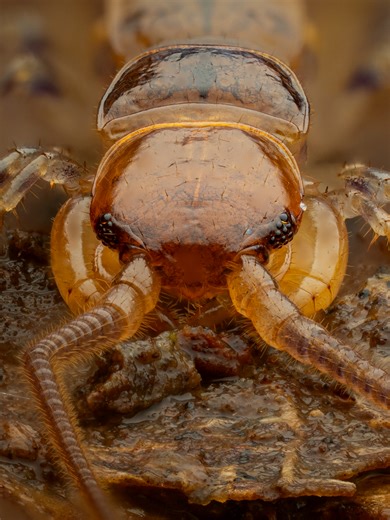 Exploring Invertebrates: Springtime Discoveries