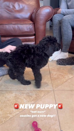 This is puppy Ryder!!! Alanna's aunt & uncle got him this weekend! Big sister Rose isn't quite sure! | Megan Mitchell