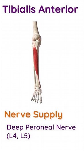 Tibialis Anterior Muscle - Essentials Anatomy Revision #shorts
