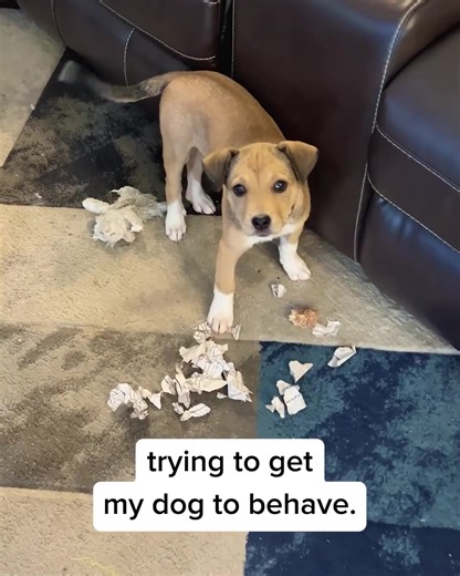 The secret is out - how your neighbor's dogs finally stopped barking! #barxbuddydevice #traintreatrepeat #pethelp #petadvice https://bit.ly/3oKJiK9