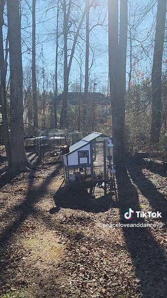 Still don't know how she got out. #raisingchickens #chickencoop #fresheggs #backyardchickens #chickensoftiktok #chicken #chiktok #happychickens #chickenrun #escapechicken