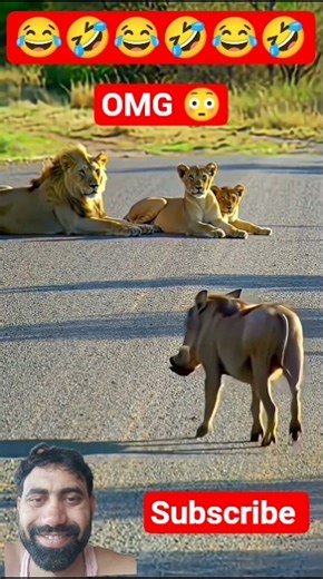 WARTHOG VS LION 🦁 FUNNY MOMENTS 😂 #funny #animals #shortsfeed #comedy #wildlife #shorts #wildanimals