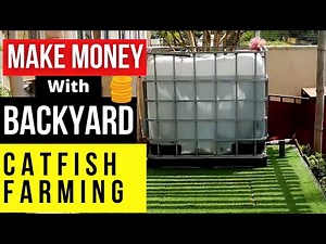 MAKE MONEY WITH BACKYARD CATFISH FARMING Simple Steps