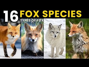 All Species of Foxes | 16 Foxes You Won’t Believe Actually Exist