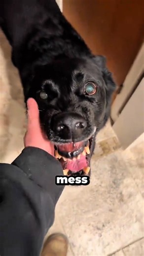 Why You Should Never Stop a Dog Digging a Hole!