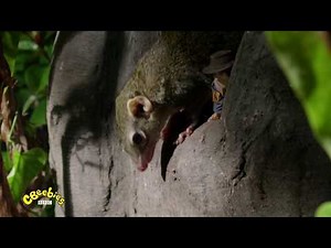 Andy's Safari Adventures - Andy & the treeshrew