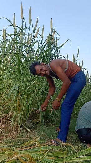 Punmaram Patel (@punmarampatel7)’s videos with tejaji jaat - sameeksha_sud